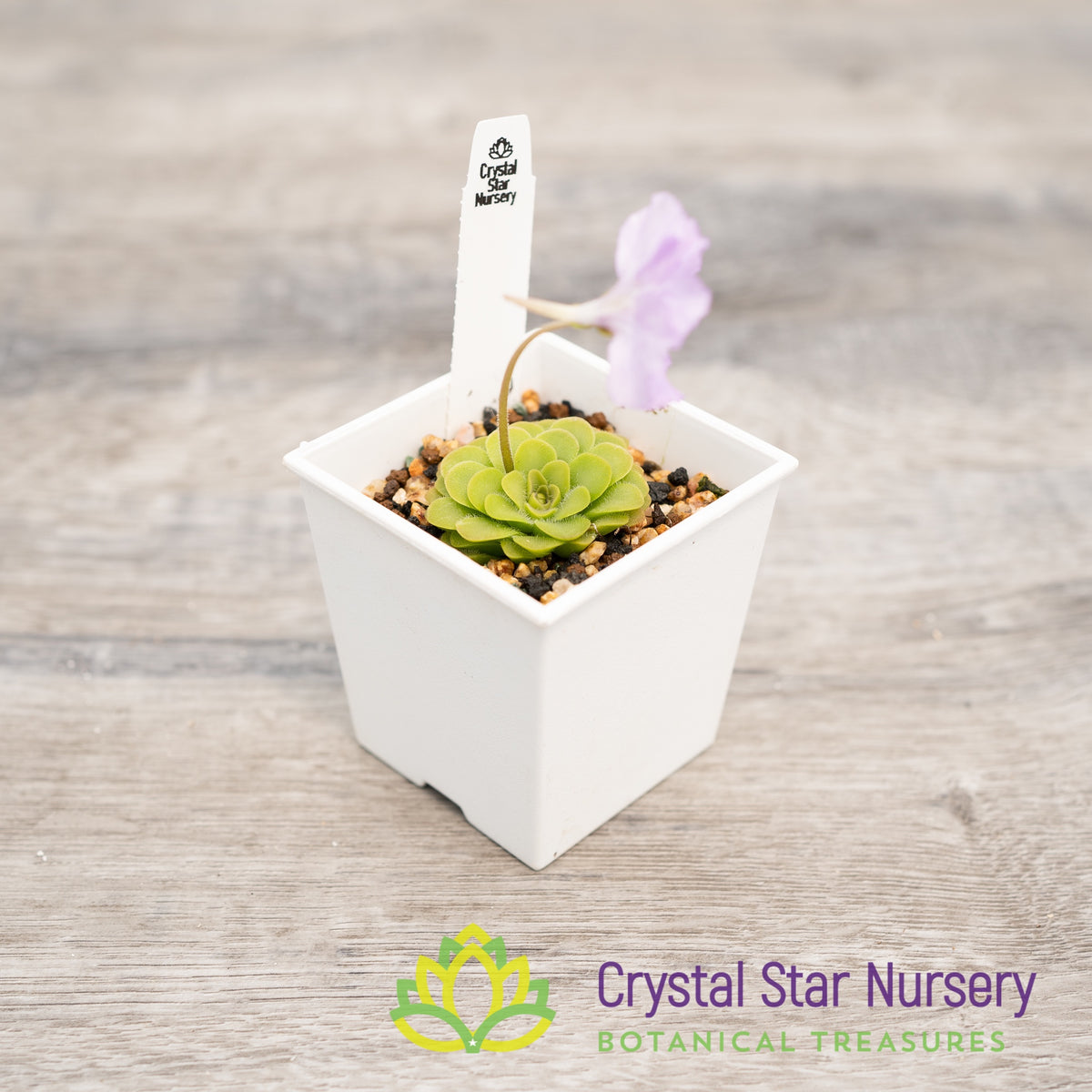Pinguicula &#39;Hanka&#39;