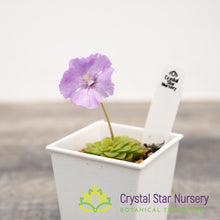 Pinguicula 'Hanka'
