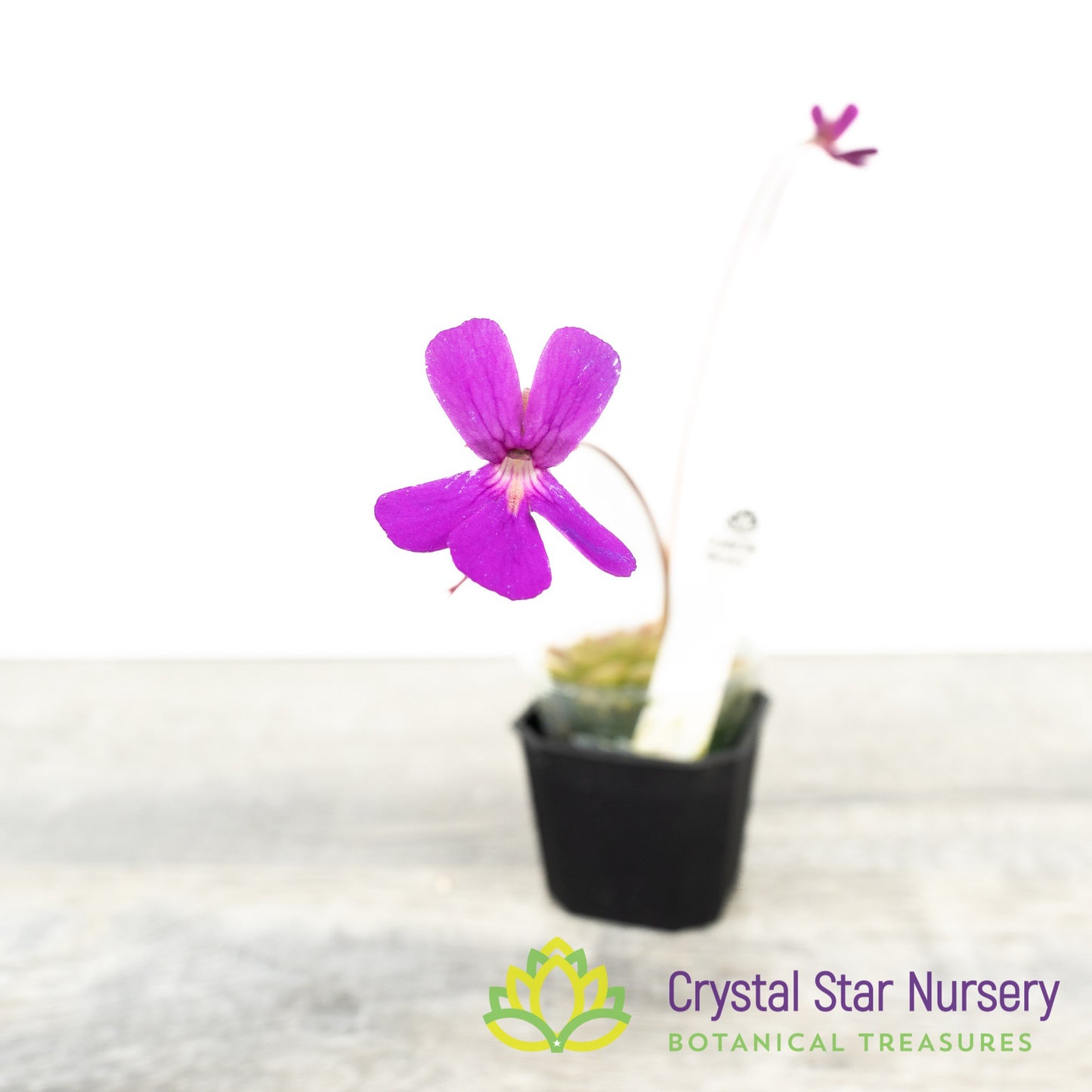 Pinguicula 'PE Formosa'