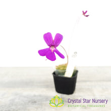 Pinguicula 'PE Formosa'