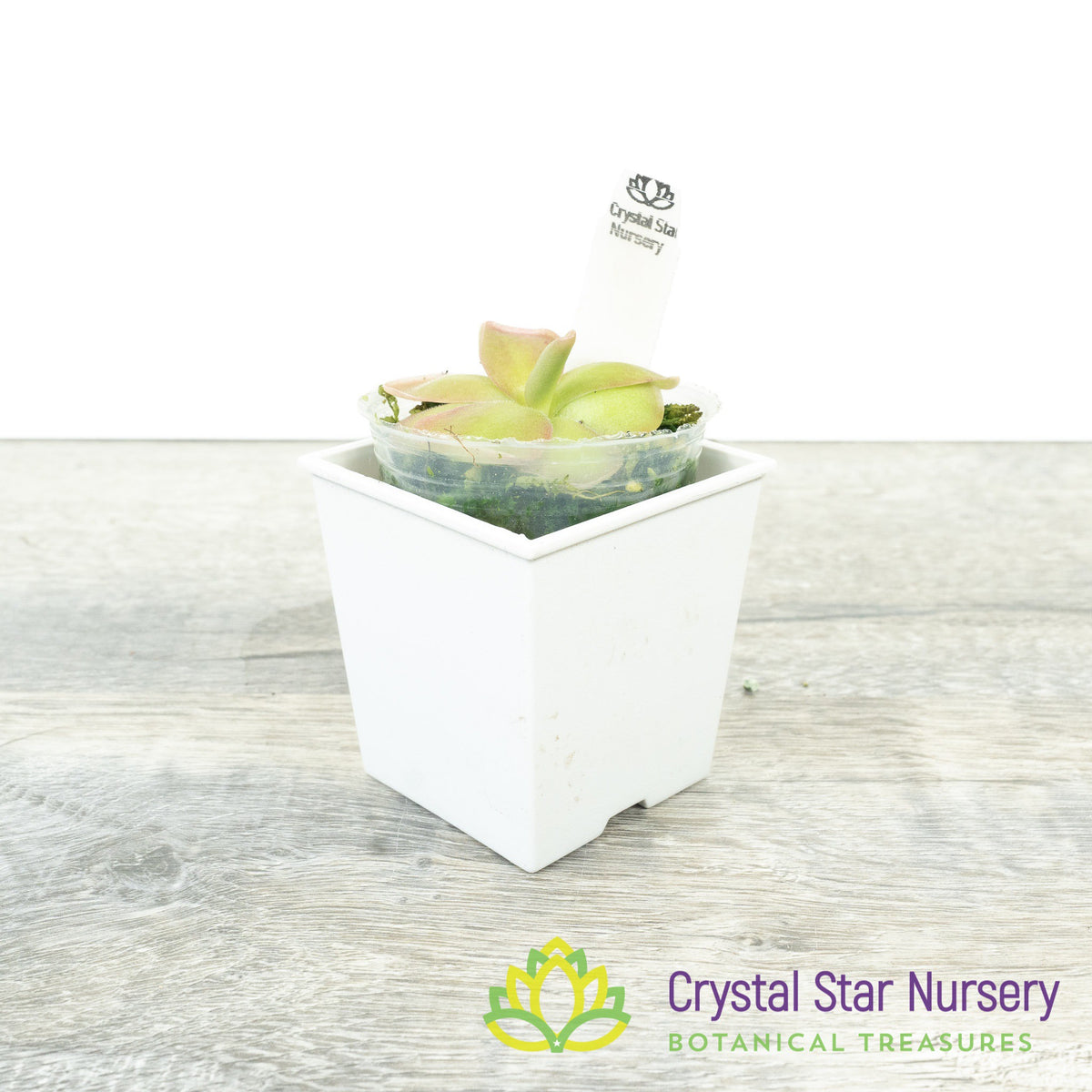 Pinguicula 'Pirouette'