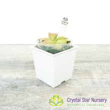 Pinguicula 'Pirouette'