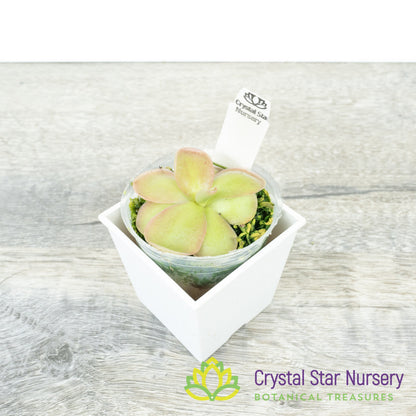 Pinguicula 'Pirouette'