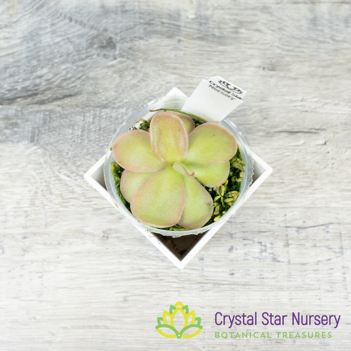Pinguicula 'Pirouette'