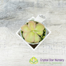 Pinguicula 'Pirouette'