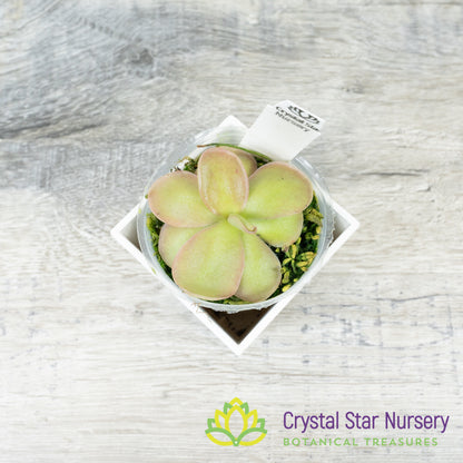 Pinguicula 'Pirouette'