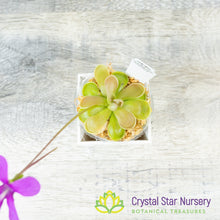 Pinguicula 'SCH Epsilon'