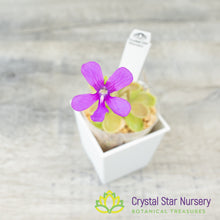 Pinguicula 'SCH Epsilon'