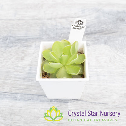 Pinguicula Sethos x Guatemala