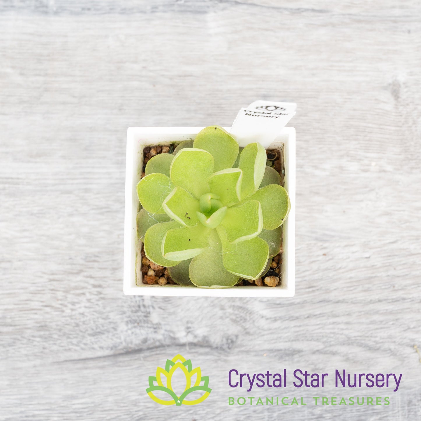 Pinguicula Sethos x Guatemala