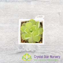 Pinguicula Sethos x Guatemala