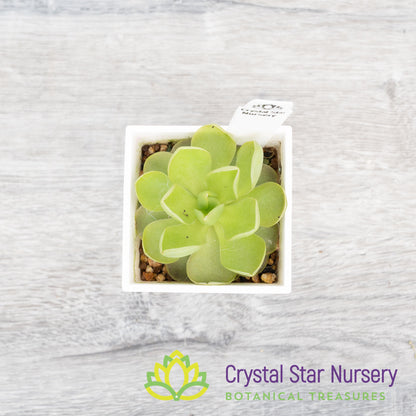 Pinguicula Sethos x Guatemala