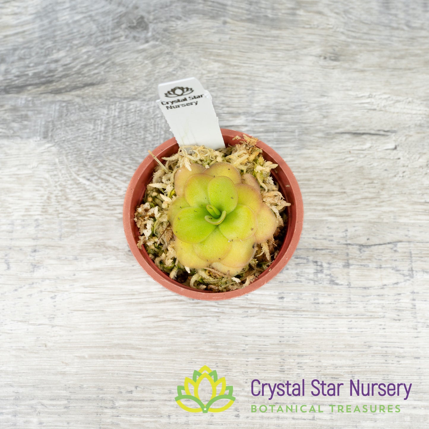 Pinguicula 'Tina'
