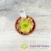 Pinguicula 'Tina'