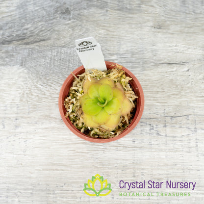 Pinguicula 'Tina'