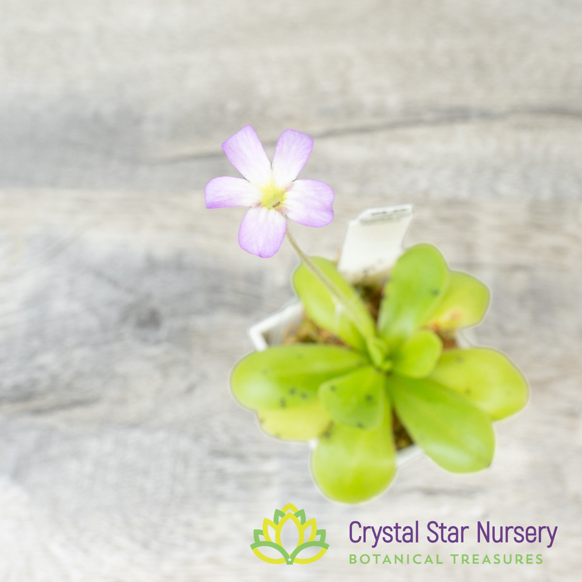 Pinguicula 'Tina'