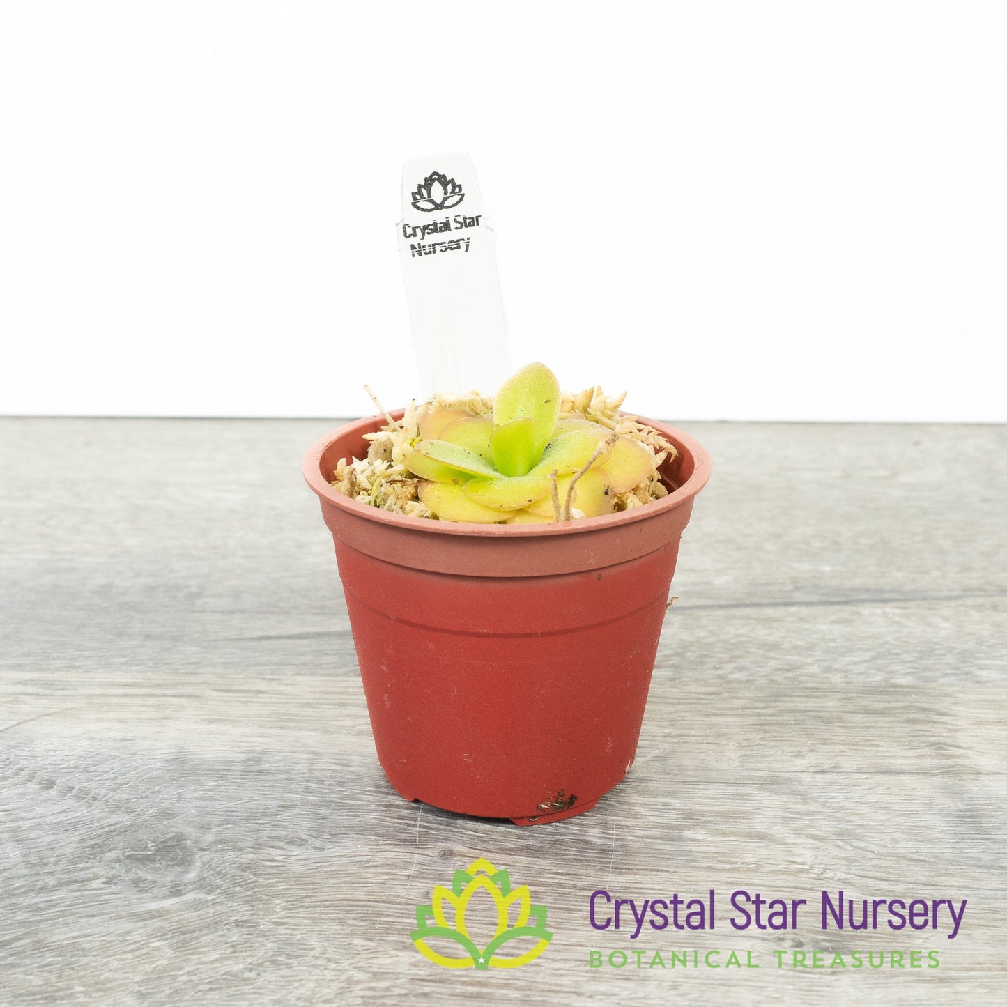 Pinguicula 'Tina'