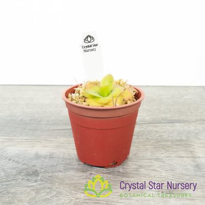 Pinguicula 'Tina'