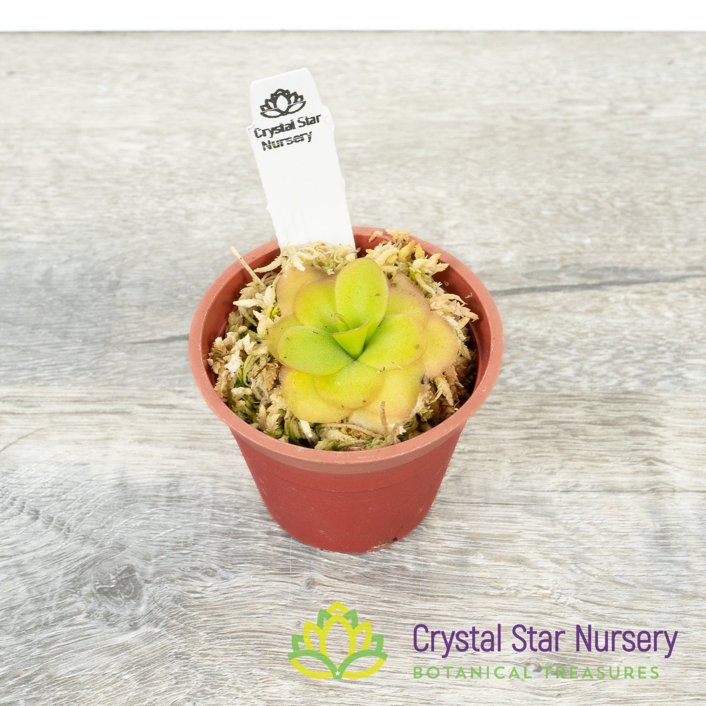 Pinguicula 'Tina'