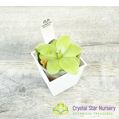 Pinguicula moranensis (Santa Catarina) x rectifolia (SCH)