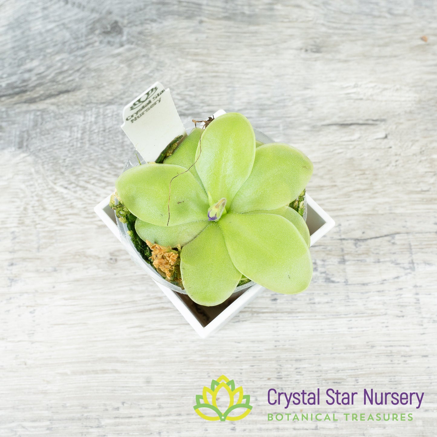 Pinguicula moranensis (Santa Catarina) x rectifolia (SCH)