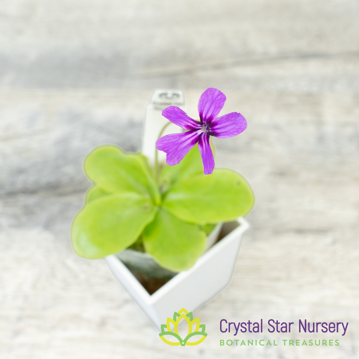 Pinguicula moranensis (Santa Catarina) x rectifolia (SCH)
