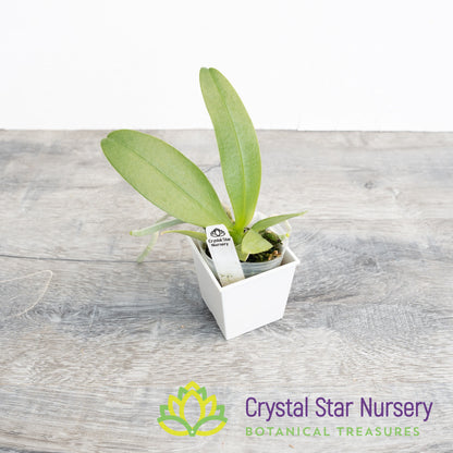 Phalaenopsis Cornustris 'Yellow' (34)