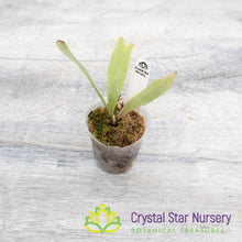 Platycerium Bifurcatum ⨯ Coronarium