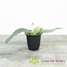 Platycerium Bifurcatum sp White