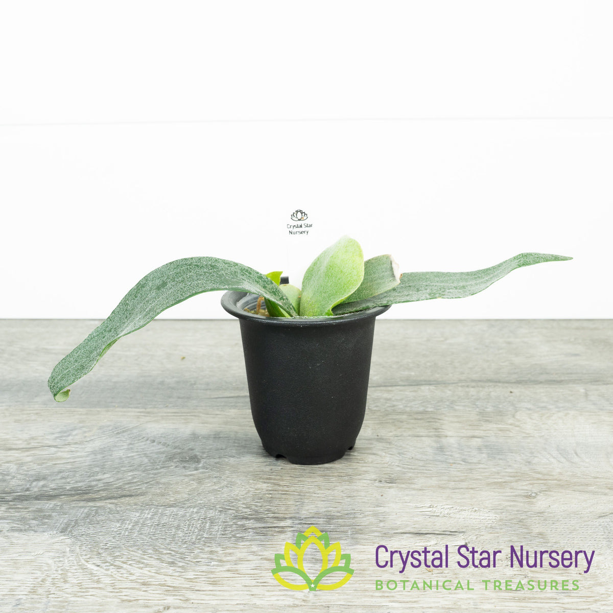 Platycerium Bifurcatum sp White