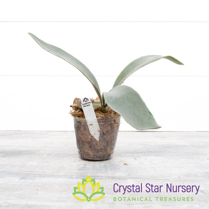 Platycerium Omo 'White Lover'