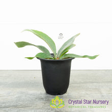 Platycerium Veitchii Silver
