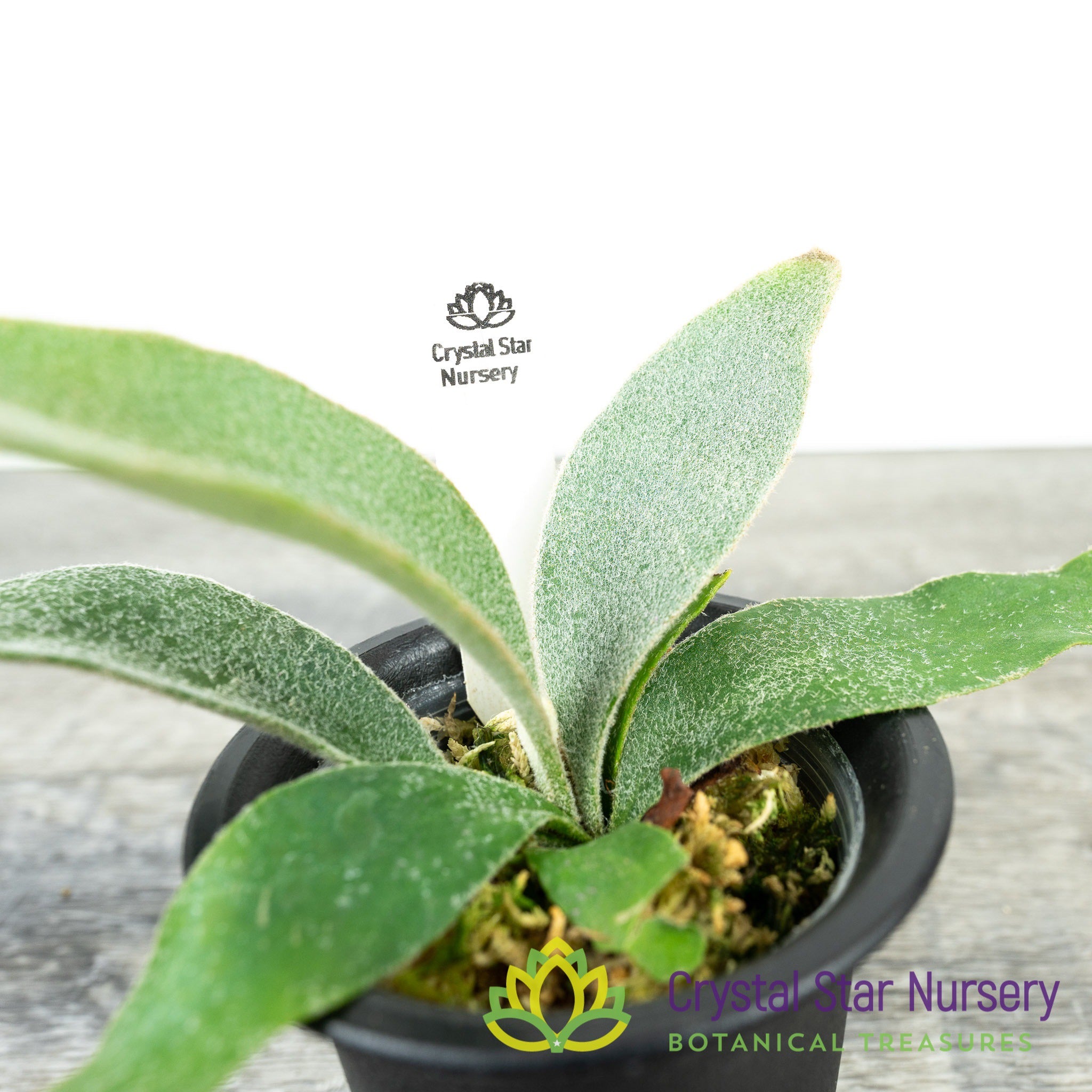P.(silver front × veichii) cv. Akkii pup Platycerium Veitchii Silver - Crystal Star Nursery