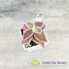 Plectranthus Amboinicus Variegata