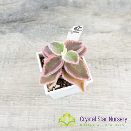 Plectranthus Amboinicus Variegata
