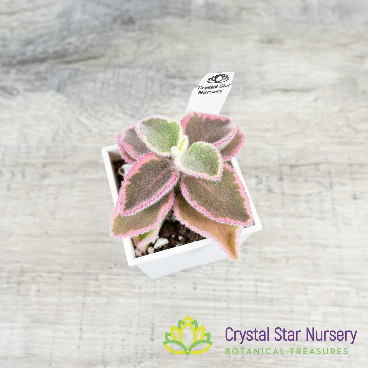 Plectranthus Amboinicus Variegata