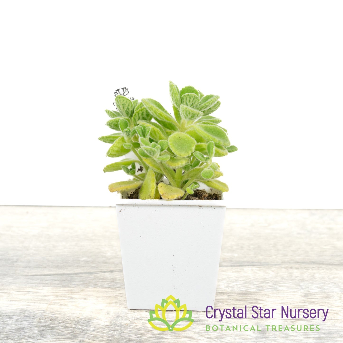 Plectranthus amboinicus
