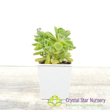 Plectranthus amboinicus