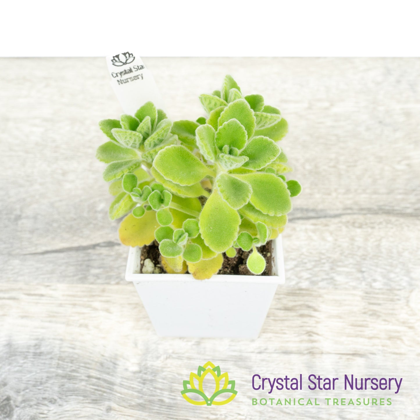 Plectranthus amboinicus