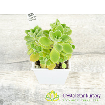 Plectranthus amboinicus