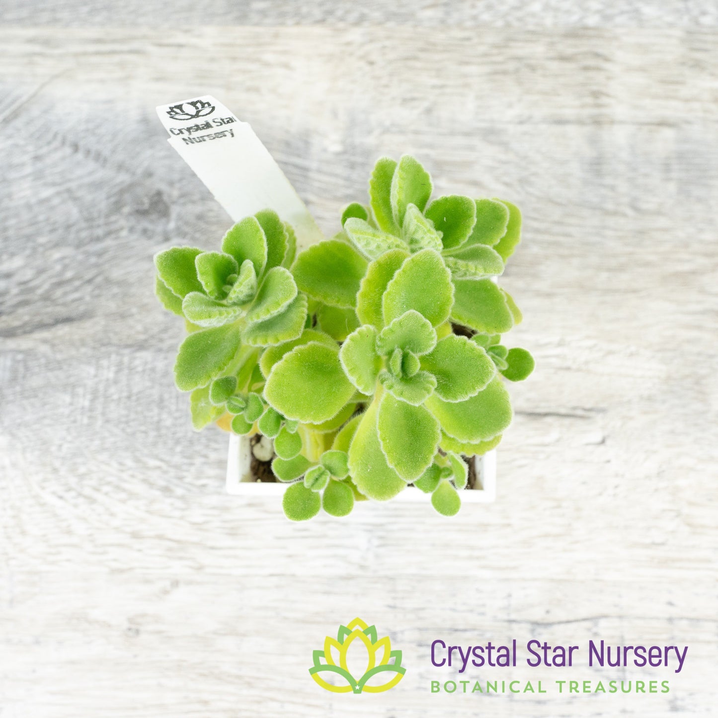 Plectranthus amboinicus