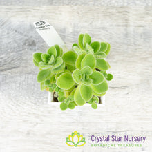 Plectranthus amboinicus