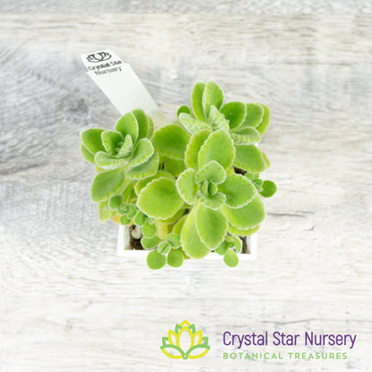 Plectranthus amboinicus