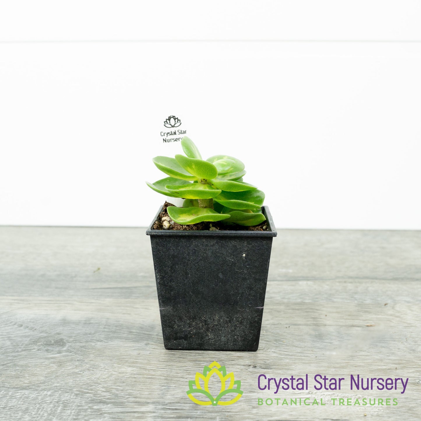 Portulaca molokiniensis Variegated