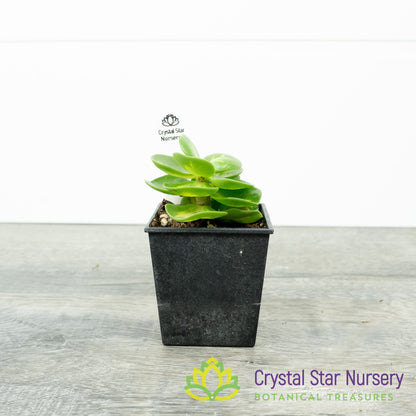Portulaca molokiniensis Variegated