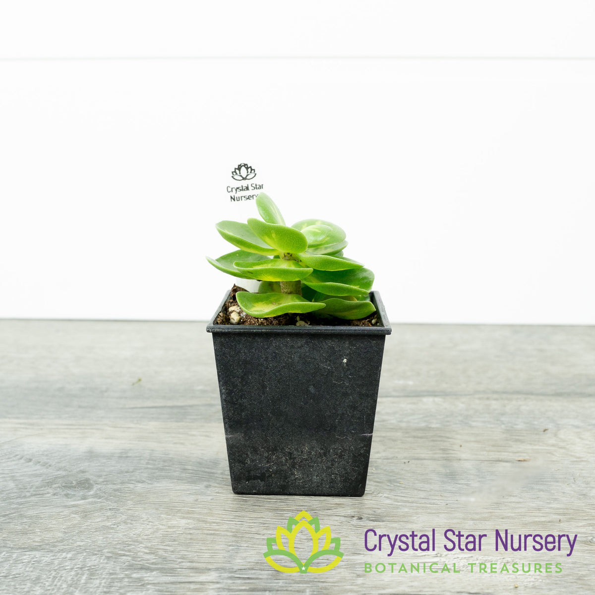 Portulaca Molokiniensis Variegated
