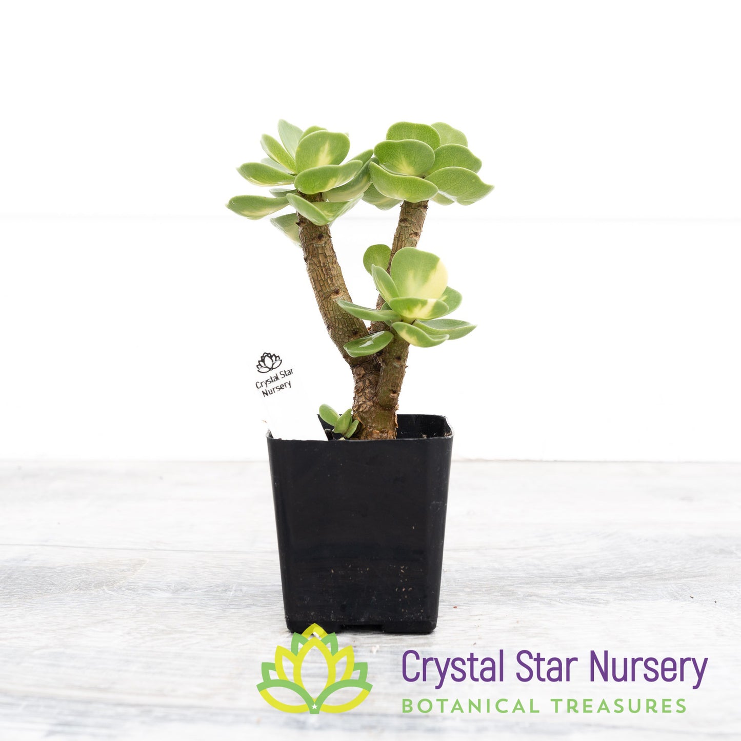 Portulaca molokiniensis Variegated