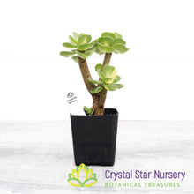 Portulaca molokiniensis Variegated
