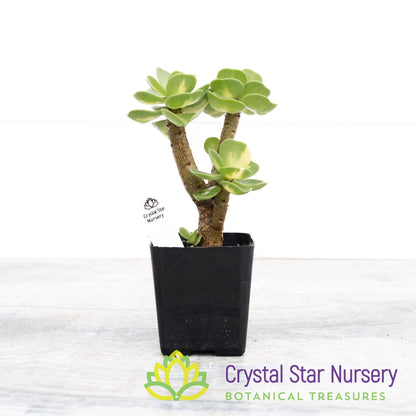 Portulaca molokiniensis Variegated