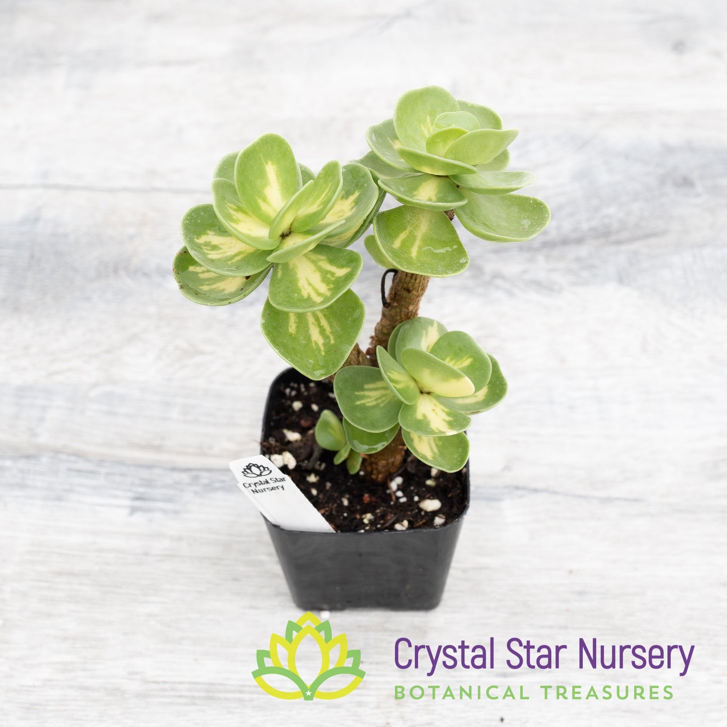 Portulaca molokiniensis Variegated